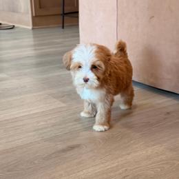 Carlisle - Caramel male Australian Labradoodle puppy in Nashville, Tennessee from SF Australian Labradoodles