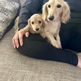 Pen - Dachshund
