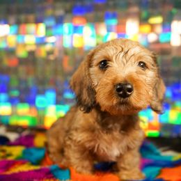 American Corgi, Dachshund, and Pembroke Welsh Corgi Puppies from Shining A Lowriders & Co.