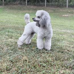 Luna - Poodle