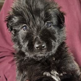 Solace (Yellow collar) - Black female German Shepherd puppy in Columbus, Indiana from Stony Lonesome GSD