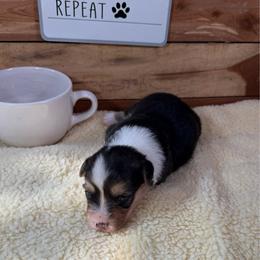 Ian-fluffy - Black and tan male Pembroke Welsh Corgi puppy in Stillwater, Oklahoma from Steele Family Farms