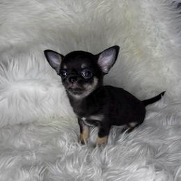 Black and Tan Girl - Black and tan female Chihuahua puppy in Fargo, North Dakota from Wild Prairie Chihuahuas