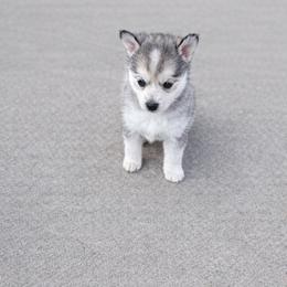 Cinderella - Tri-color female Pomsky puppy in Burton, Michigan from Snow Shark Pomskys