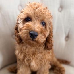 Crew - Red male Cockapoo puppy in Preston, Idaho from Rocking JH Pup Co