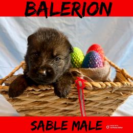 Balerion - Sable male German Shepherd puppy in Lewisburg, Kentucky from RED’s German Shepherds