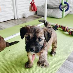 Bernedoodle and Whoodle Puppies from Fleury Farm Doodles NC