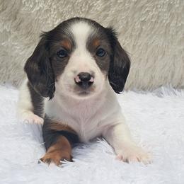 3000..Cruella black and tan dapple pie - Piebald female Dachshund puppy in Winter Haven, Florida from Gateway 2 Little Paws
