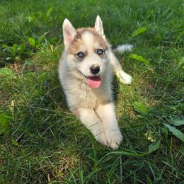 Princess - Sable and white female Siberian Husky puppy in Addison, Michigan from Gray Run Siberian Huskies