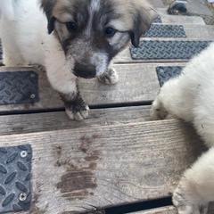 Anatolian Pyrenees and Goldendoodle Puppies from Up Shinn Creek