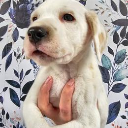 Zeus (lemon short coat) - White and lemon male Dalmatian puppy in Gray, Georgia from Fuller Spots
