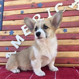 Girl 2 - female Pembroke Welsh Corgi puppy in Muskingum County, Ohio from Buckeye Corgi