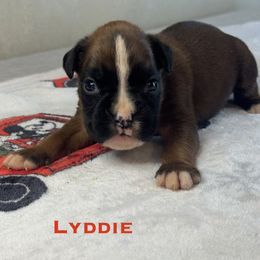 Lyddie - Fawn female Boxer puppy in Cicero, New York from MK Boxer Haven of CNY