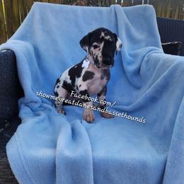 Purple Collar - Harlequin female Great Dane puppy in Alton, Illinois from Show Me Great Danes and Basset Hounds