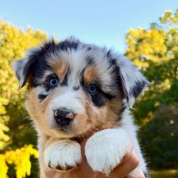 Honey - Blue merle female Australian Shepherd puppy in Makanda, Illinois from S.I. Aussie