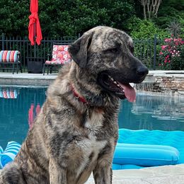 Kurt - Anatolian Shepherd Dog
