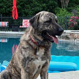 Kurt - Anatolian Shepherd Dog