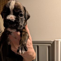 Brindle female - Brindle female Boxer puppy in Wellington, Ohio from Brinkhaven Boxers