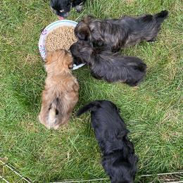 Havanese from Allstar Havanese