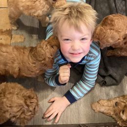 Goldendoodle Puppies from Northwoods Goldendoodles