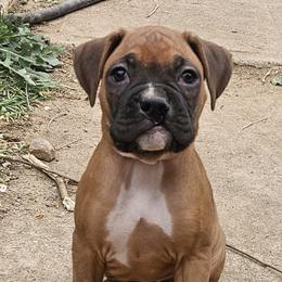 Ms Piggy - Fawn female Boxer puppy in Aurora, Colorado from Miles High Boxers