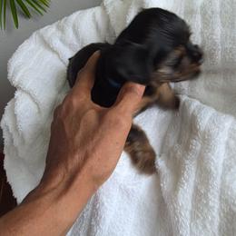 Girl 1 - Black and tan female Yorkshire Terrier puppy in Virginia Beach, Virginia from Andre's Yorkshire Terriers