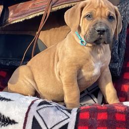 Choice Girl 3 - Brown female Boerboel puppy in Mansfield, Texas from Dynasty Blue Ridge Boerboel