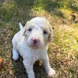 Pink - Fawn and white female Sheepadoodle puppy in Fayette, Alabama from Luxapallila Sheepadoodles