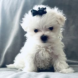 Boy 2 - White Maltese puppy in Umatilla, Oregon from Rockin Rivers AKC Maltese & Malshi's