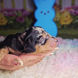 Joker - Dapple male Dachshund puppy in Rio Grande City, Texas from Hounds All Night