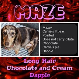Maze - Dachshund