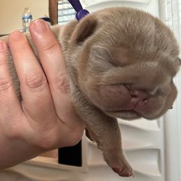 Abby - Lilac tri-color female Bulldog puppy in Hernando, Mississippi from Blues City Bulldogs