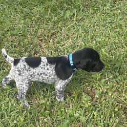 Girl 1 - Black and white female German Shorthaired Pointer puppy in Lumberton, Mississippi from Carlee Farm
