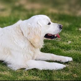 Nova - Golden Retriever