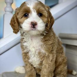 White - Red female Australian Labradoodle puppy in Antelope, California from Adorable Labradoodle