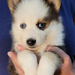 MxE B1 - Black and white male Pomsky puppy in Charlotte, Michigan from Moore Pomskies