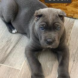 Seven - Gray male Cane Corso puppy in Waxahachie, Texas from A&M Kennels
