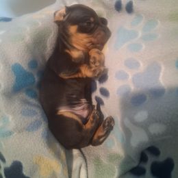 Rocky - Black and tan male Dachshund puppy in Claremont, North Carolina from The Mini Farmhouse