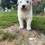 Girl 4 - White female Kuvasz puppy in Ohio from Rising River Kennel Kuvasz