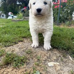 Girl 4 - White female Kuvasz puppy in Ohio from Rising River Kennel Kuvasz
