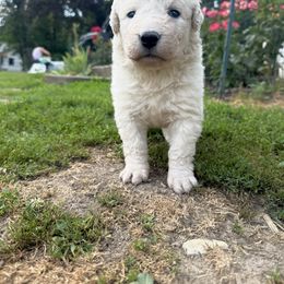 Girl 4 - White female Kuvasz puppy in Ohio from Rising River Kennel Kuvasz