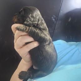 Ursula - Black and tan female Dachshund puppy in Bigfork, Minnesota from Long Ears and Long Dogs Ranch