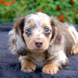 Toby - Dapple male Dachshund puppy in Hazlehurst, Georgia from DrakeFire Dachshunds