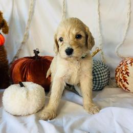 Cinnamon - Cream female Goldendoodle puppy in Cedartown, Georgia from Loyal Doodles