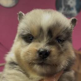 Blaze - Merle male Pomsky puppy in Spring Hill, Florida from PDQ Pomskies
