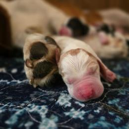 Snow white - Red and white female Basset Hound puppy in Valley, Washington from Enchanted Valley Paws