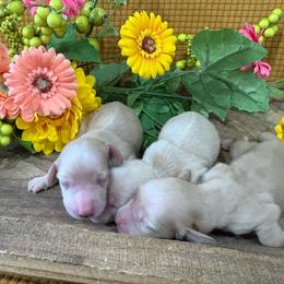 Girl 1 - Cream female Dachshund puppy in Marshfield, Missouri from Hilltop Kennel LLC
