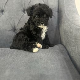 Precious - Black male Schnoodle puppy in Quitman, Texas from Wright Doodles