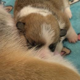 Anise - Red female Pembroke Welsh Corgi puppy in Griffin, Georgia from Rollnoaks & Cottontail AKC Pembroke Welsh Corgis