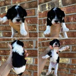 Acorn - Black and white male Cavapoo puppy in Thorndale, Texas from Hattie’s Texas Cavapoos